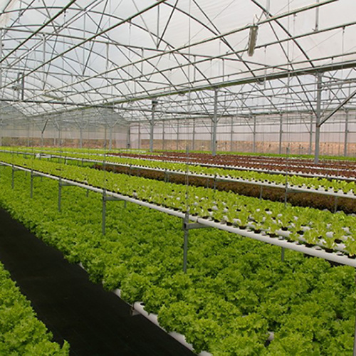 Agricultural Poly Multi-Span Arch PC Greenhouse Manufacturers and Agricultural Poly Multi-Span Arch PC Greenhouse Suppliers