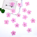 White Color Do Not Forget Me Flower Small Dried Flowers For DIY Bookmark Press Painting free shipment 200pcs