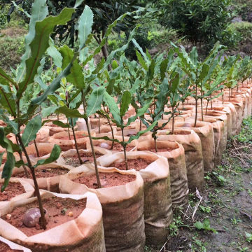 100 Pcs Biodegradable Nonwoven Fabric Nursery Plant Grow Bags Seedling Growing Planter Planting Pots Garden Ventilate Bag G323