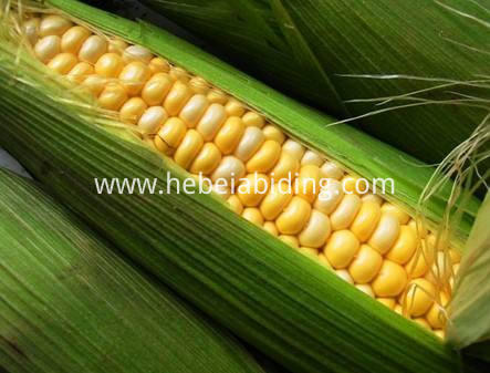 corn