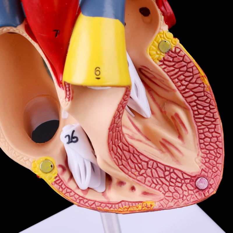 Disassembled Anatomical Heart Model Anatomy Medical Teaching Tool Medical Science Stationery for School