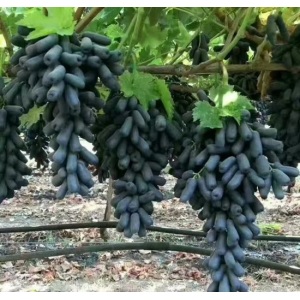 Ziyu Tianzhu Black Grapes with Finger Shape