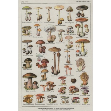 Vintage French Mushroom Chart Poster Silk Poster Decorative Painting 24X36Inch