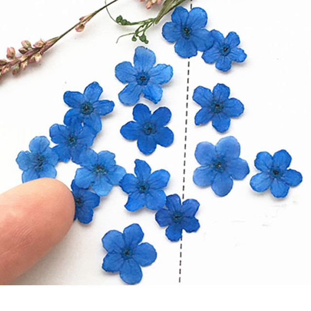 White Color Do Not Forget Me Flower Small Dried Flowers For DIY Bookmark Press Painting free shipment 200pcs