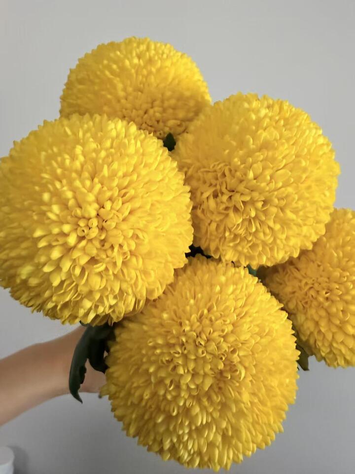 Yellow Ping Pong Chrysanthemum