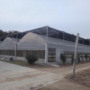 Large Plastic Film Multi Span Greenhouse