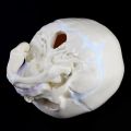 1: 1 Human Fetal Baby Infant Skull Anatomical Skeleton Model Teaching Supplies for medical Science X3UE