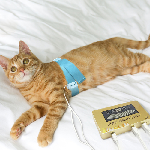 Pet Quantum Veterinary Detecting Animal's Body Health Device for Sale, Pet Quantum Veterinary Detecting Animal's Body Health Device wholesale From China