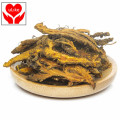 High Quality China Herbal Berberine Root Rhizoma Coptidis Goldthread Huang Lian