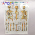 The Poster of Human Anatomy Skeleton Model for Doctor-Patient Communication Medical Students Learning Nurse Training