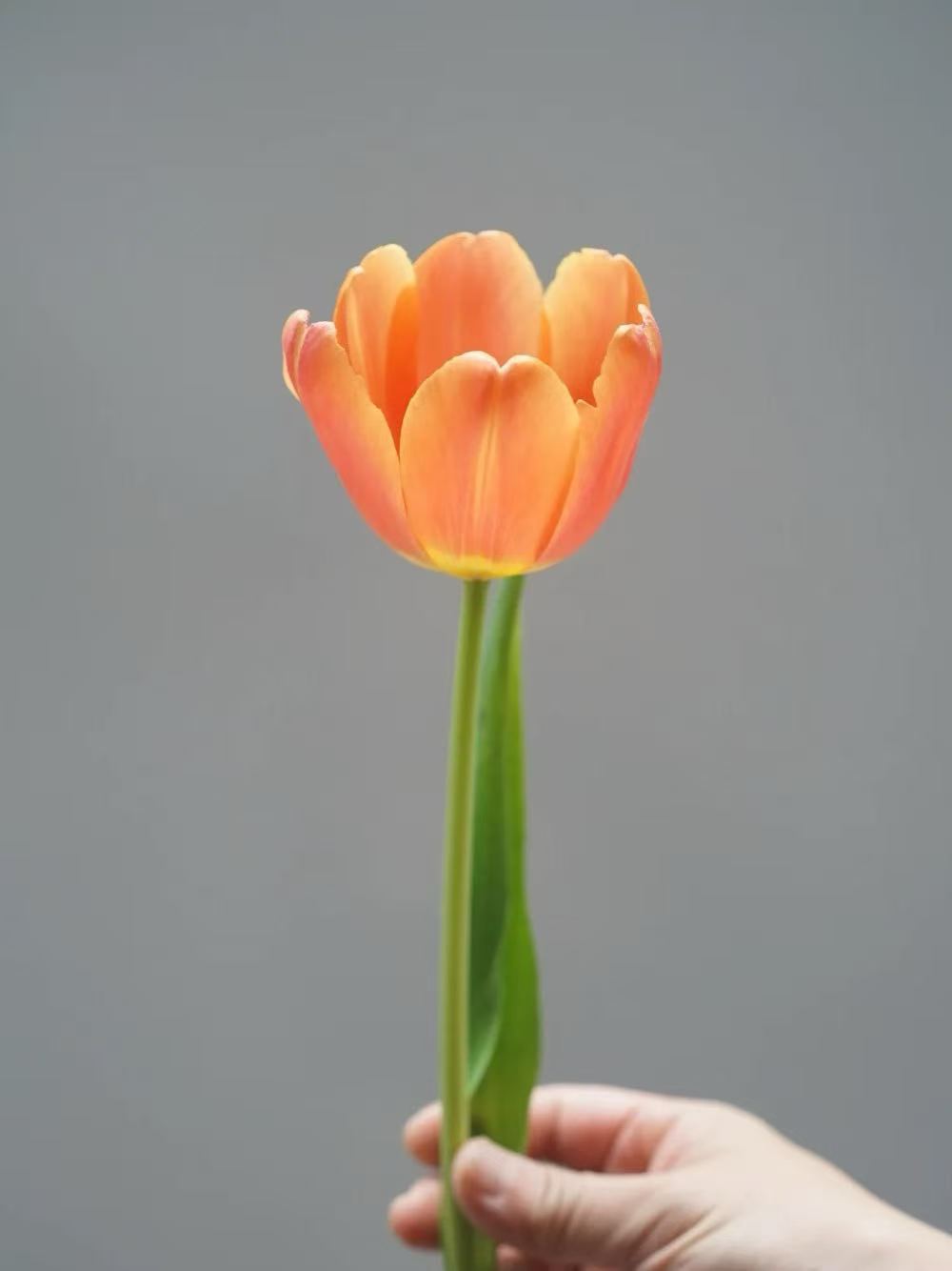 Fresh cut orange tulip