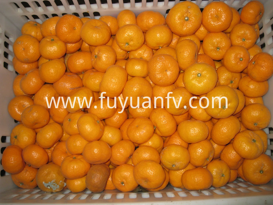 fresh baby mandarin 