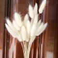 30pcs Lago-tail grass Dried Flowers Bouquet Eternal Natural Plants Preserve Floral for Wedding Home DIY Decor