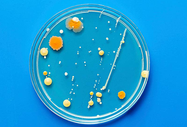 Incubation of substances in Petri dishes