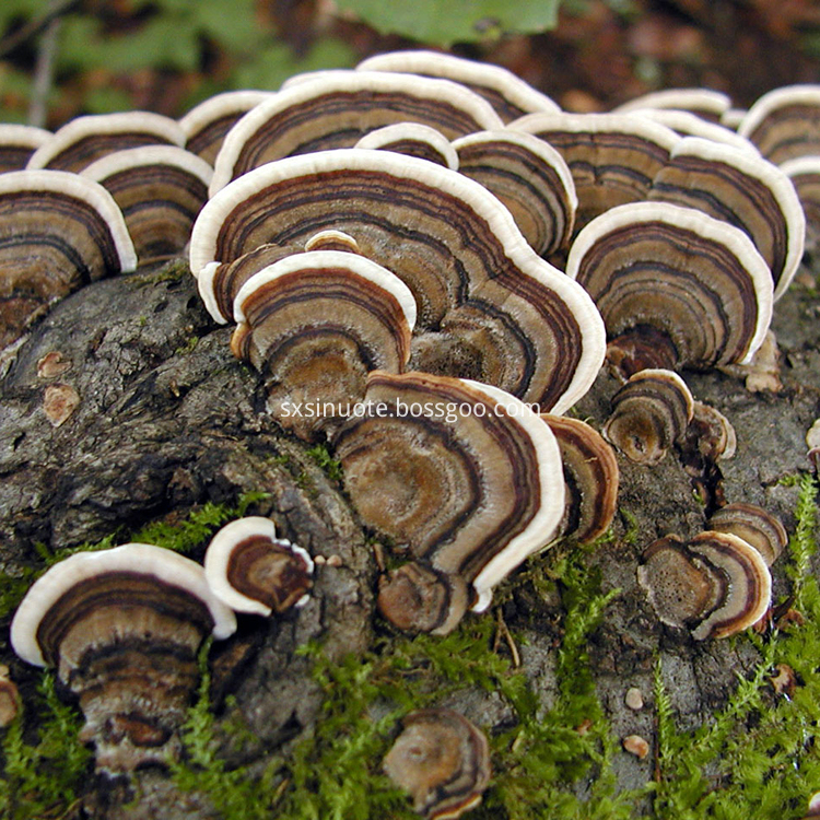 Coriolus Versicolor Turkey Tai Mushroom Extract