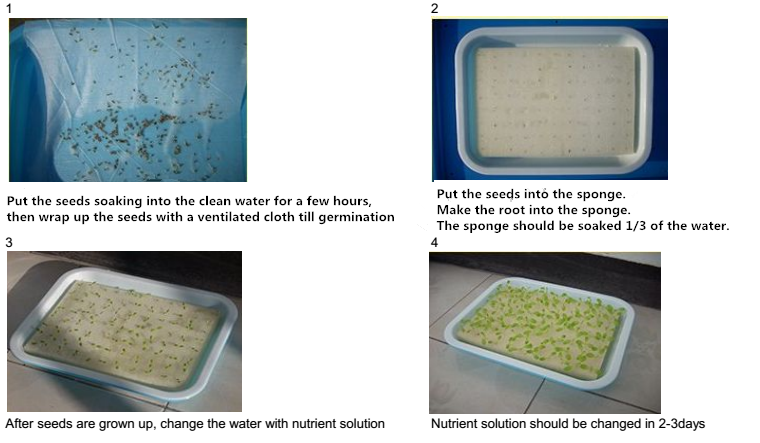 hydroponics_seedling