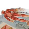 3D Picture Human Body Structure Book Anatomy Science Cognitive Reading Children Early Educational Books Kids Toys Random Cover