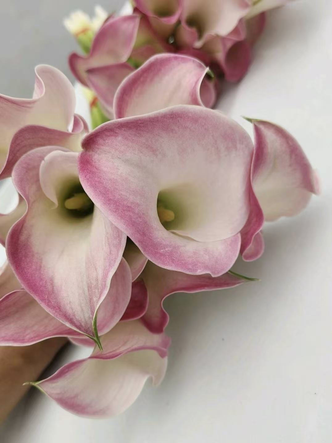 light pinck calla lily2