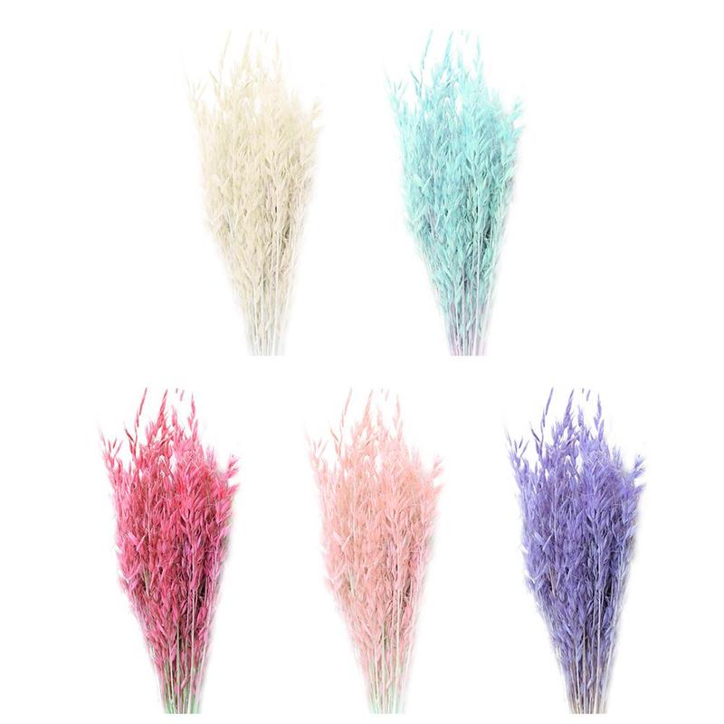 50pcs natural plant colored oat dried flower hay