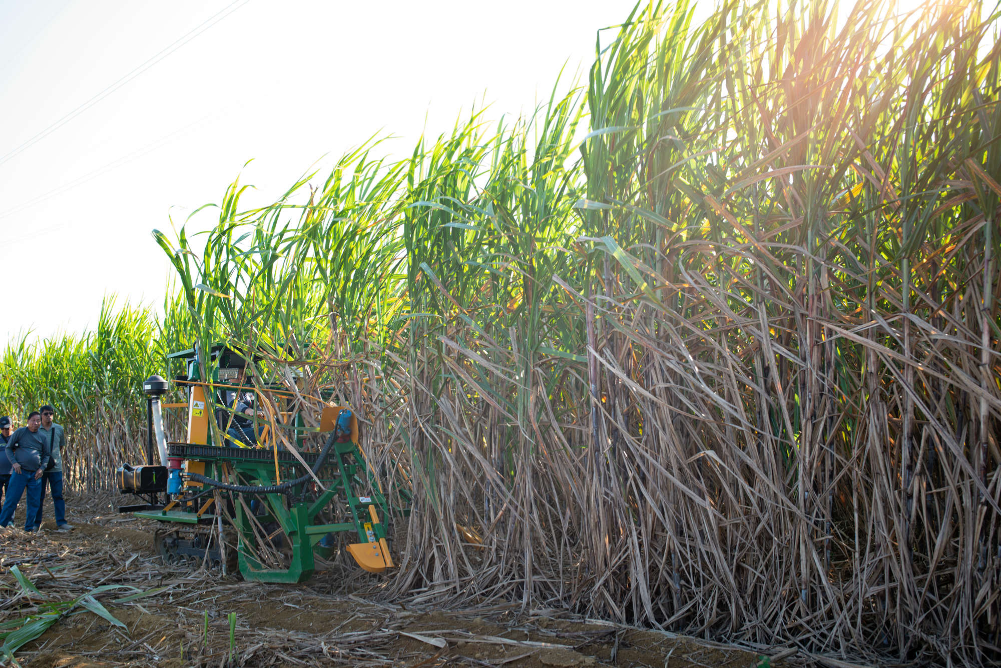 sugarcane cutting machine