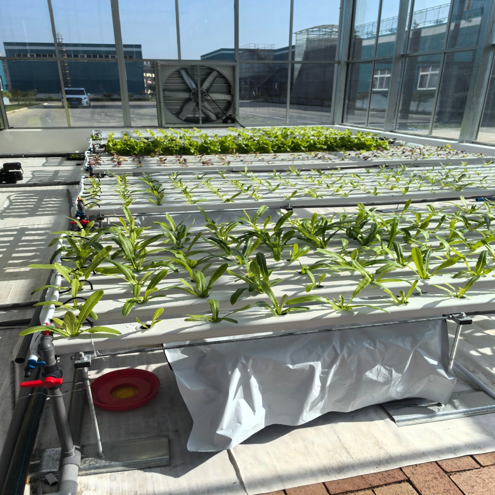 Glass Greenhouse-5