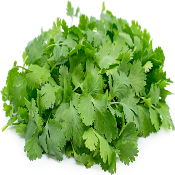 Fresh Cilantro Bunches for Wholesale Supply