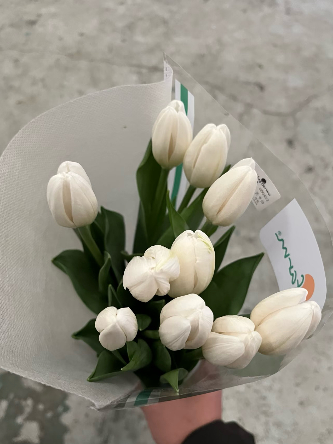 Fresh cut White Tulip