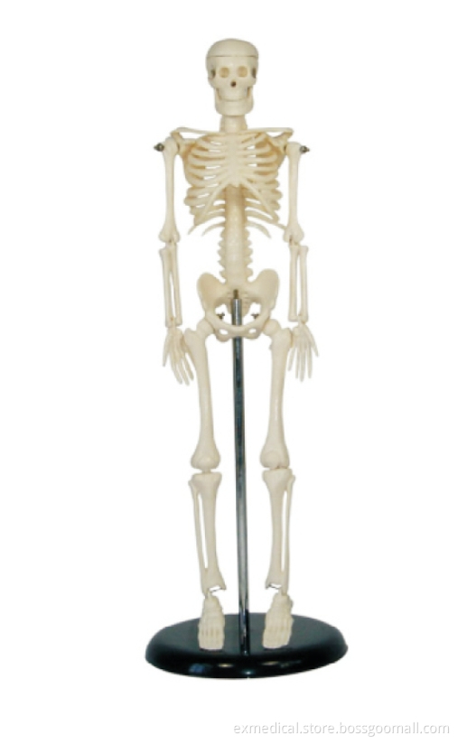 Full-Scale Human Skeleton Replica