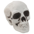 Plastic Human Mini Skull Decor Prop Skeleton Head Halloween Coffee Bars Ornament L4MA