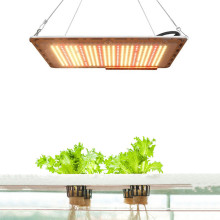 Best Indoor Light For Succulents Grow Lights