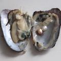 mussel two pearls