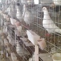Poultry Stainless Steel Welded Wire Mesh