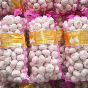 Pure white garlic 6.0 cm-10kg carton