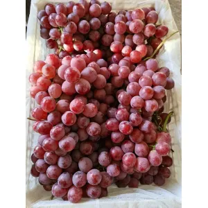 Natural Seedless Fresh Globe Red Grapes