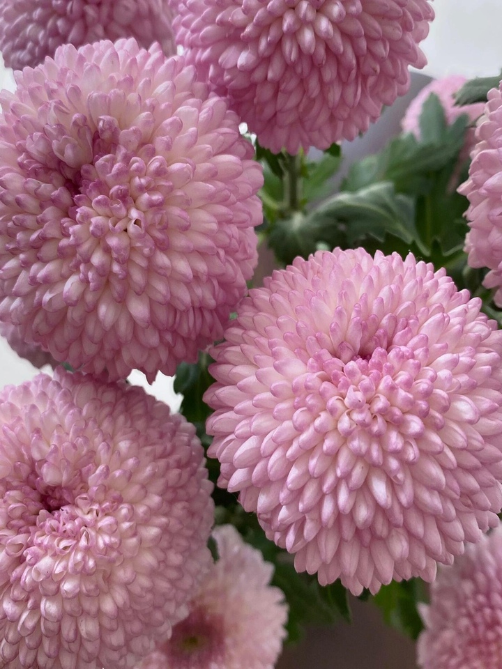 Pink Ping Pong Chrysanthemum