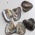 Individually Wrapped Oysters with Large Pearl Natural Freshwater Pearl Gifts Mussels of Different Quantities of Pearls