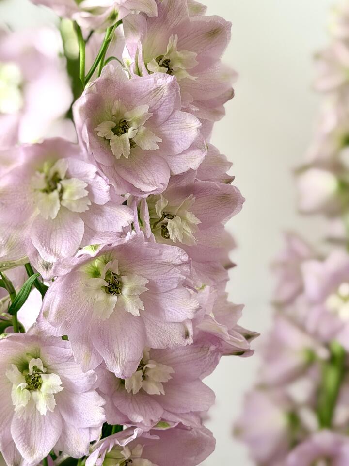Pink Delphinium