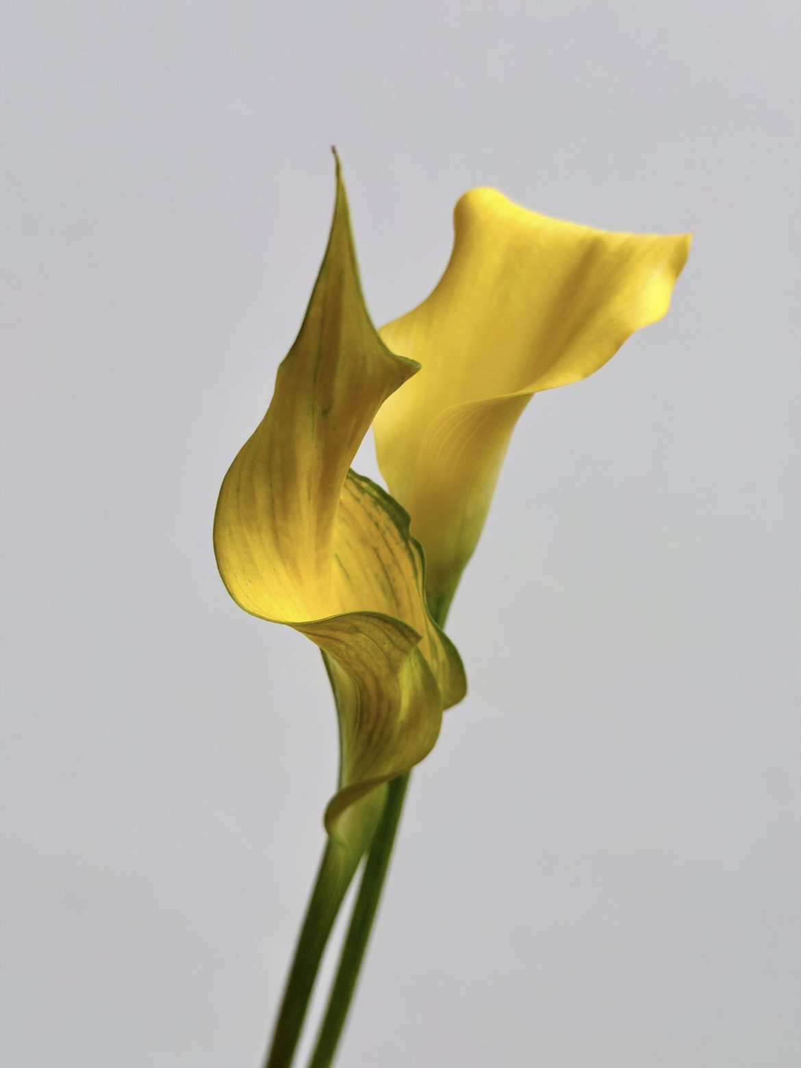 fresh cut of yellow calla lily