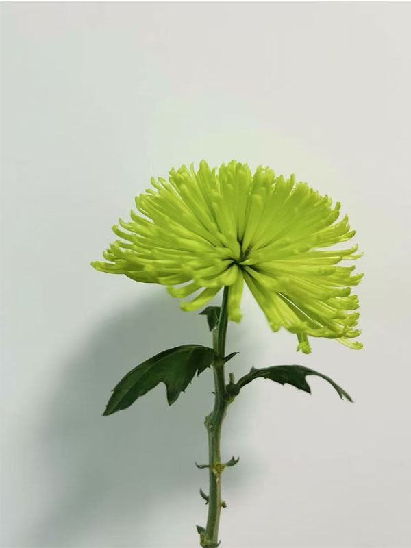 Green Anna spray chrysanthemum