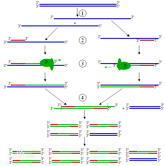 pcr