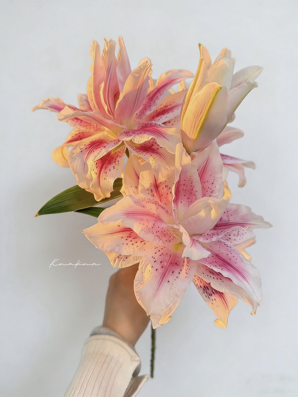 Magic Fairy Double Lily4