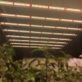 Full Spectrum Indoor Led Grow Lamp Light Bar