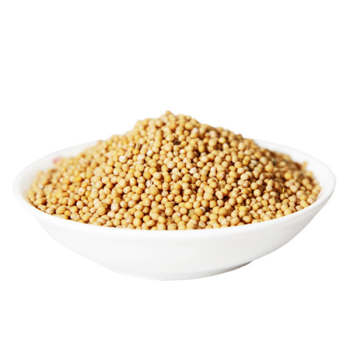 Free Sample Mustard Seed Extract Powder for Sale, Offer Free Sample Mustard Seed Extract Powder