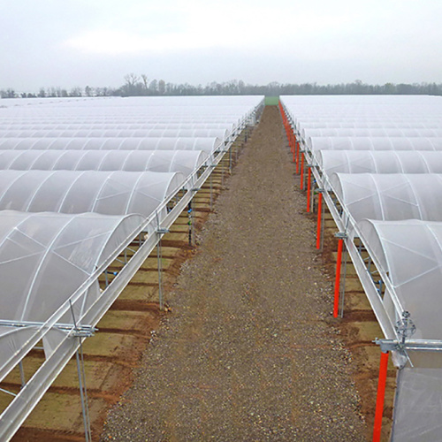 Large 10m Tunnel Plastic Film Greenhouse Manufacturers and Large 10m Tunnel Plastic Film Greenhouse Suppliers