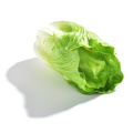 Artificial fake decorative real touch PU teaching Props lettuce faux vegetables Pretend Play photography prop fruits
