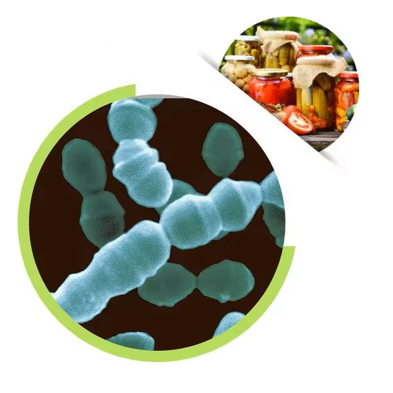 leuconostoc mesenteroides6