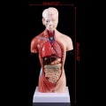 Human Torso Body Model Anatomy Anatomical Medical Internal Organs For Teaching Drop Shipping