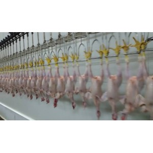 Automatic poultry slaughtering equipment
