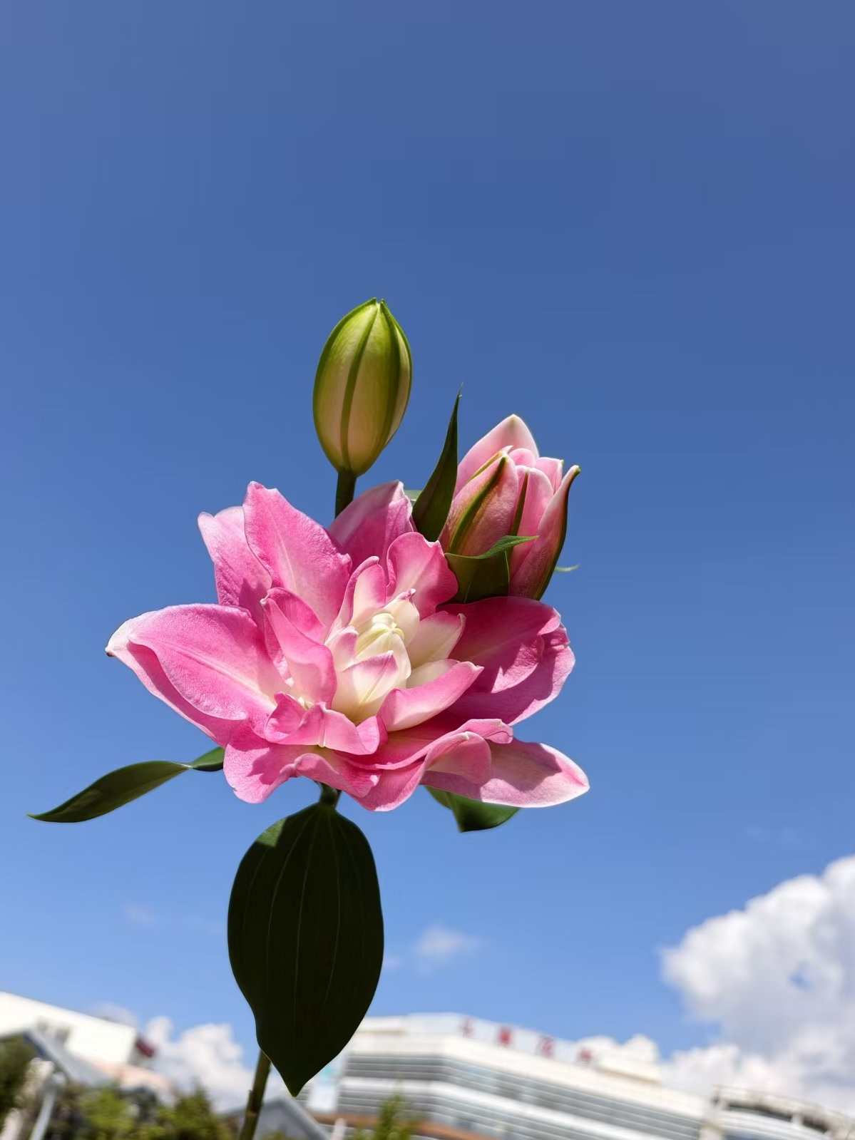 Lotus View Double  Lily