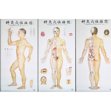 Bilingual Acupuncture Point Wall Charts A Set (Front Side Back) Real Person Chinese and English for Self Care